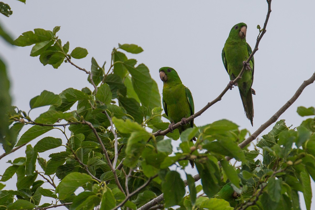 Meksika Yeşil Papağanı - ML608552609