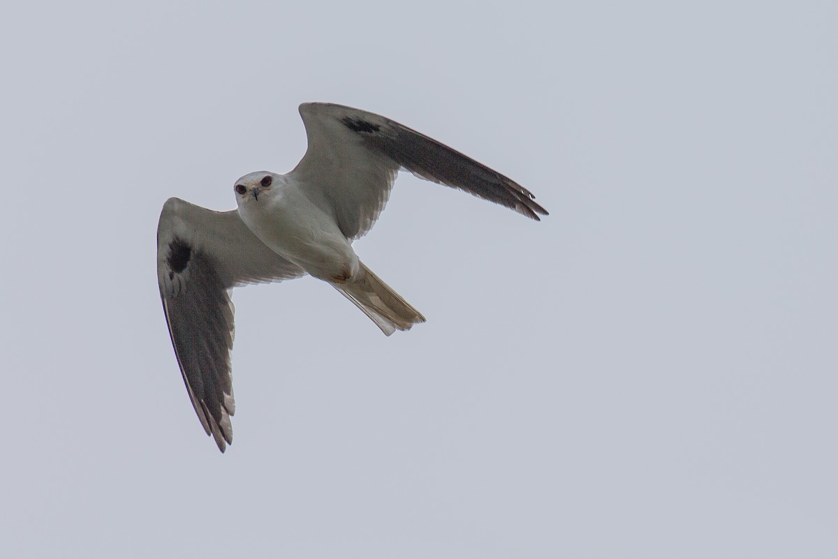 White-tailed Kite - ML608552615