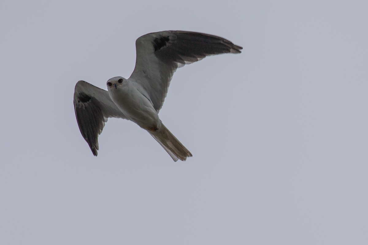 White-tailed Kite - ML608552618