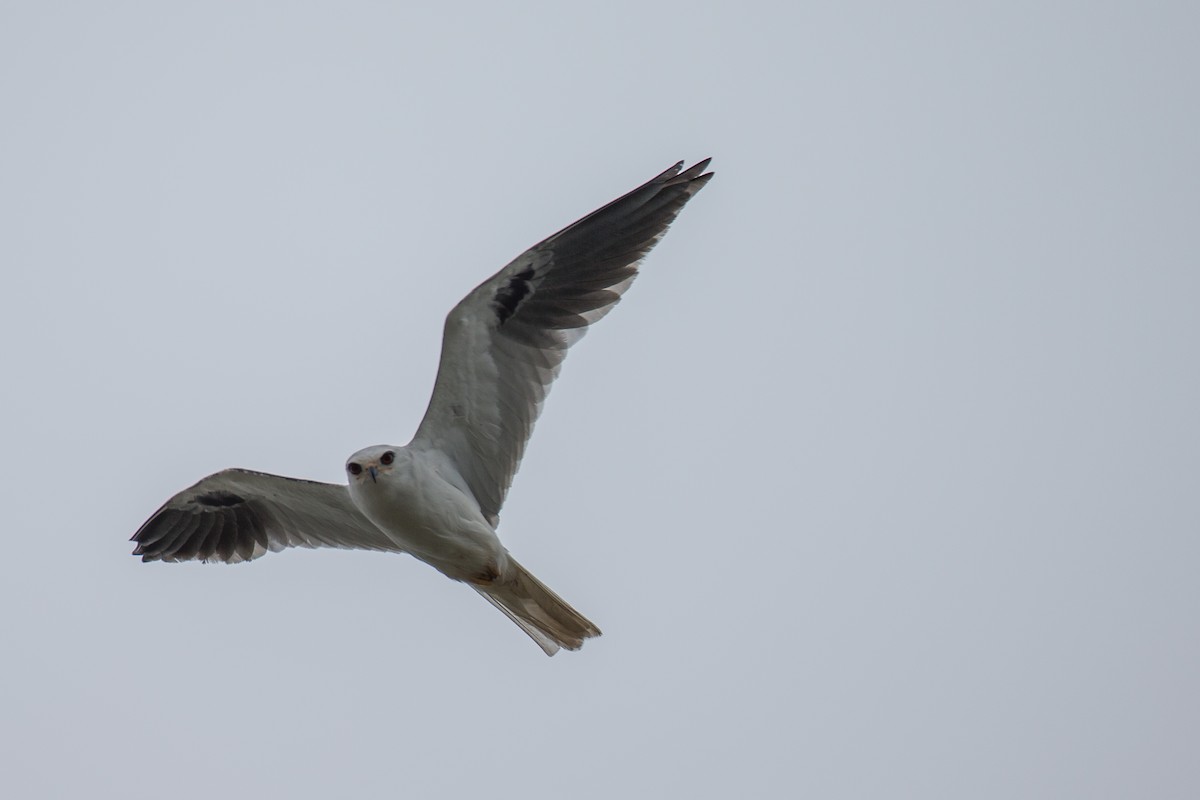 White-tailed Kite - ML608552620