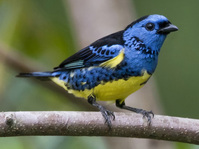  - Turquoise Tanager - 
