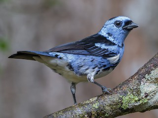  - White-bellied Tanager