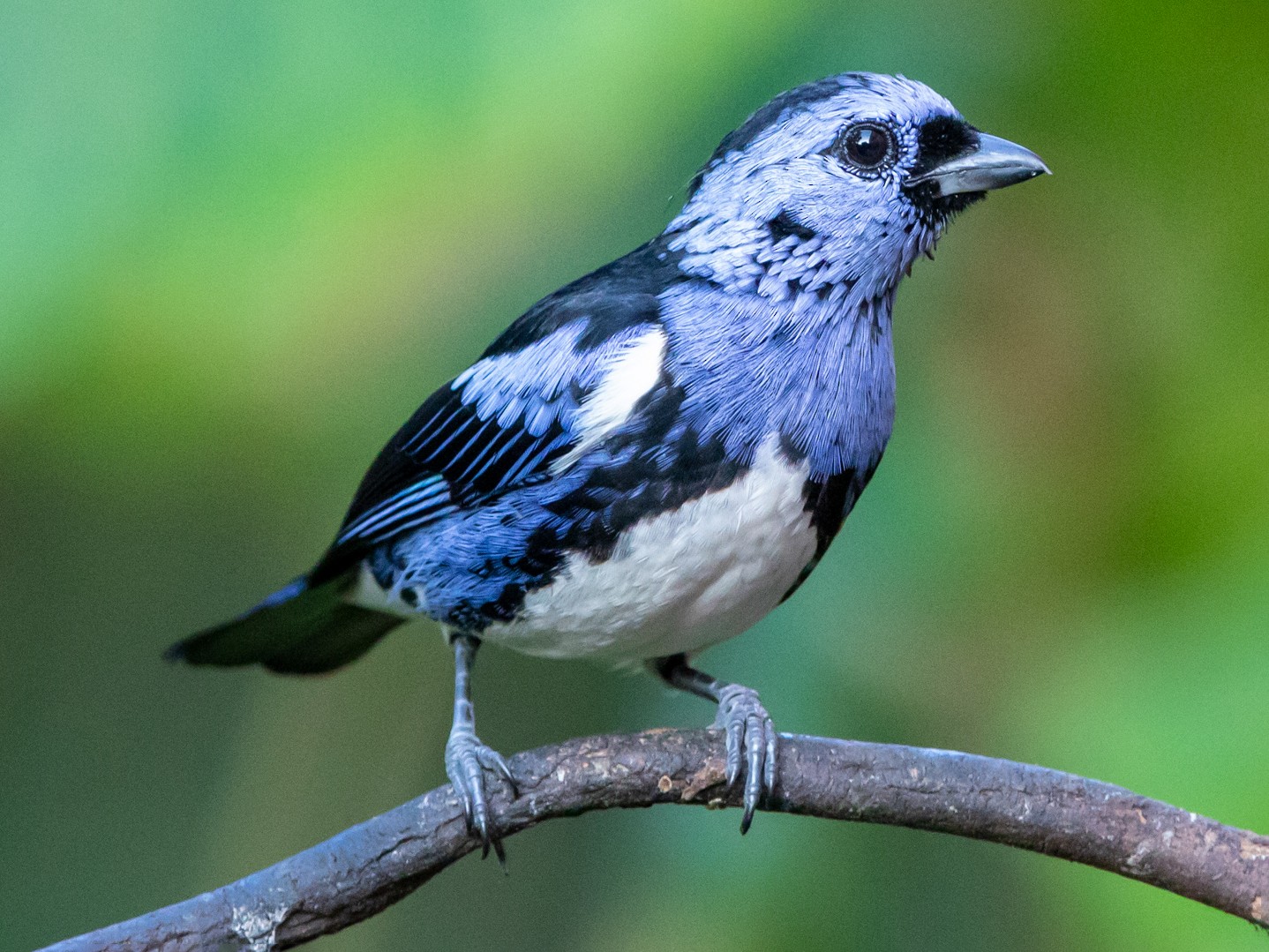 White-bellied Tanager - Kevin Berkoff
