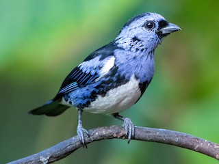  - White-bellied Tanager