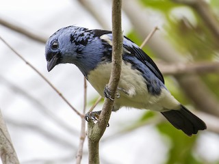  - White-bellied Tanager