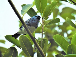  - White-bellied Tanager