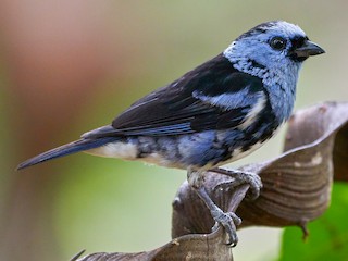  - White-bellied Tanager
