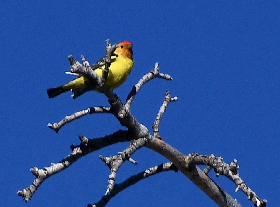 Western Tanager - ML608553217