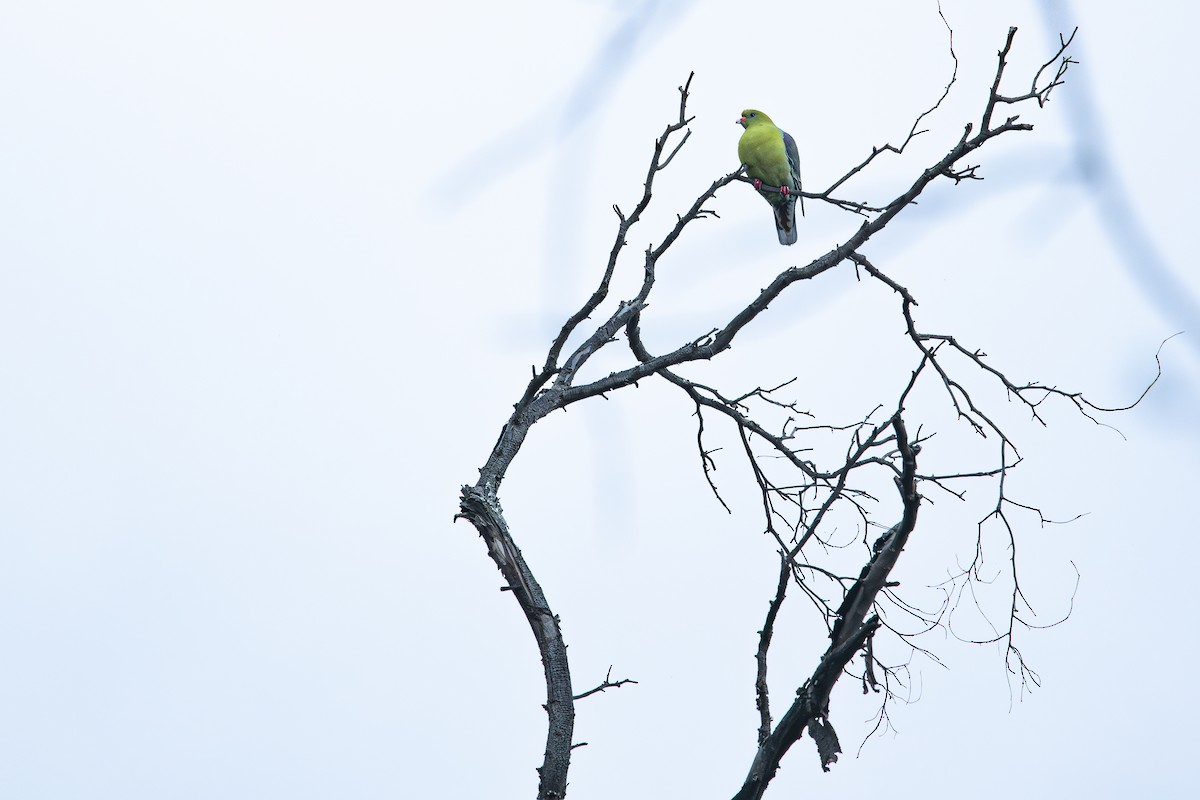 Африканский зелёный голубь [группа calvus] - ML608553223