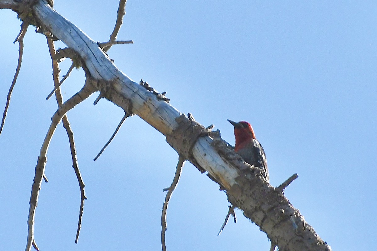 Red-breasted Sapsucker - ML608553360
