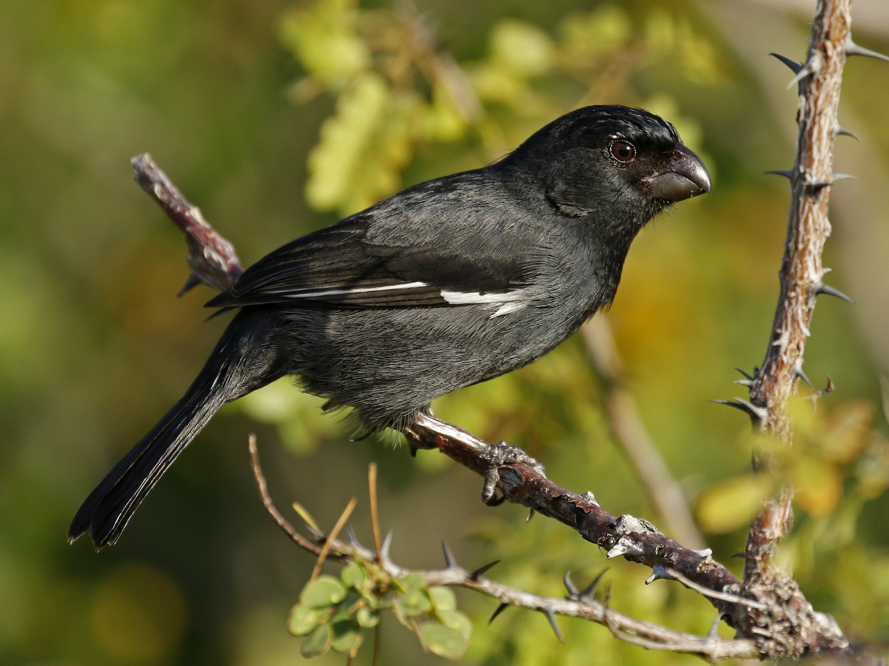 Cuban Bullfinch - eBird