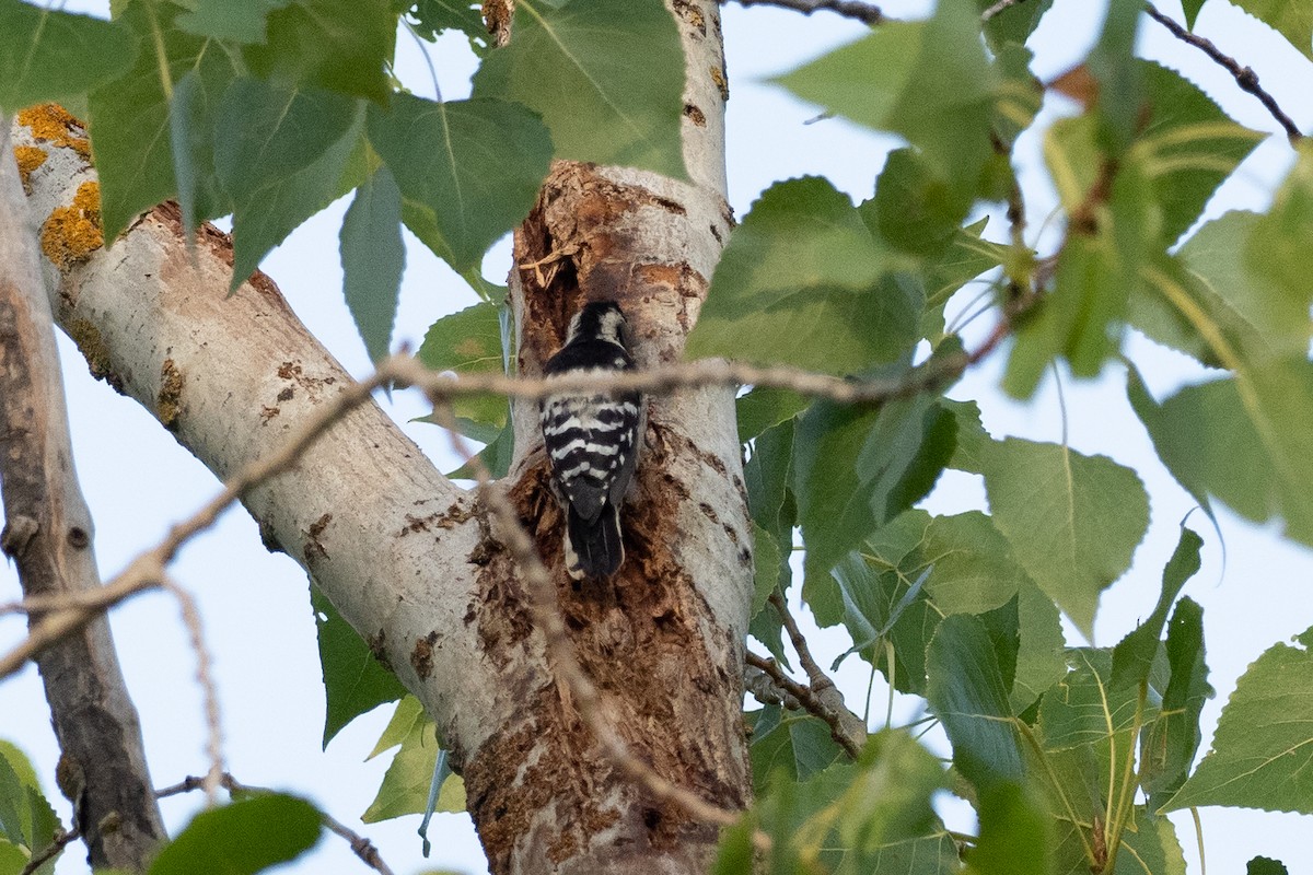 Lesser Spotted Woodpecker - ML608553628