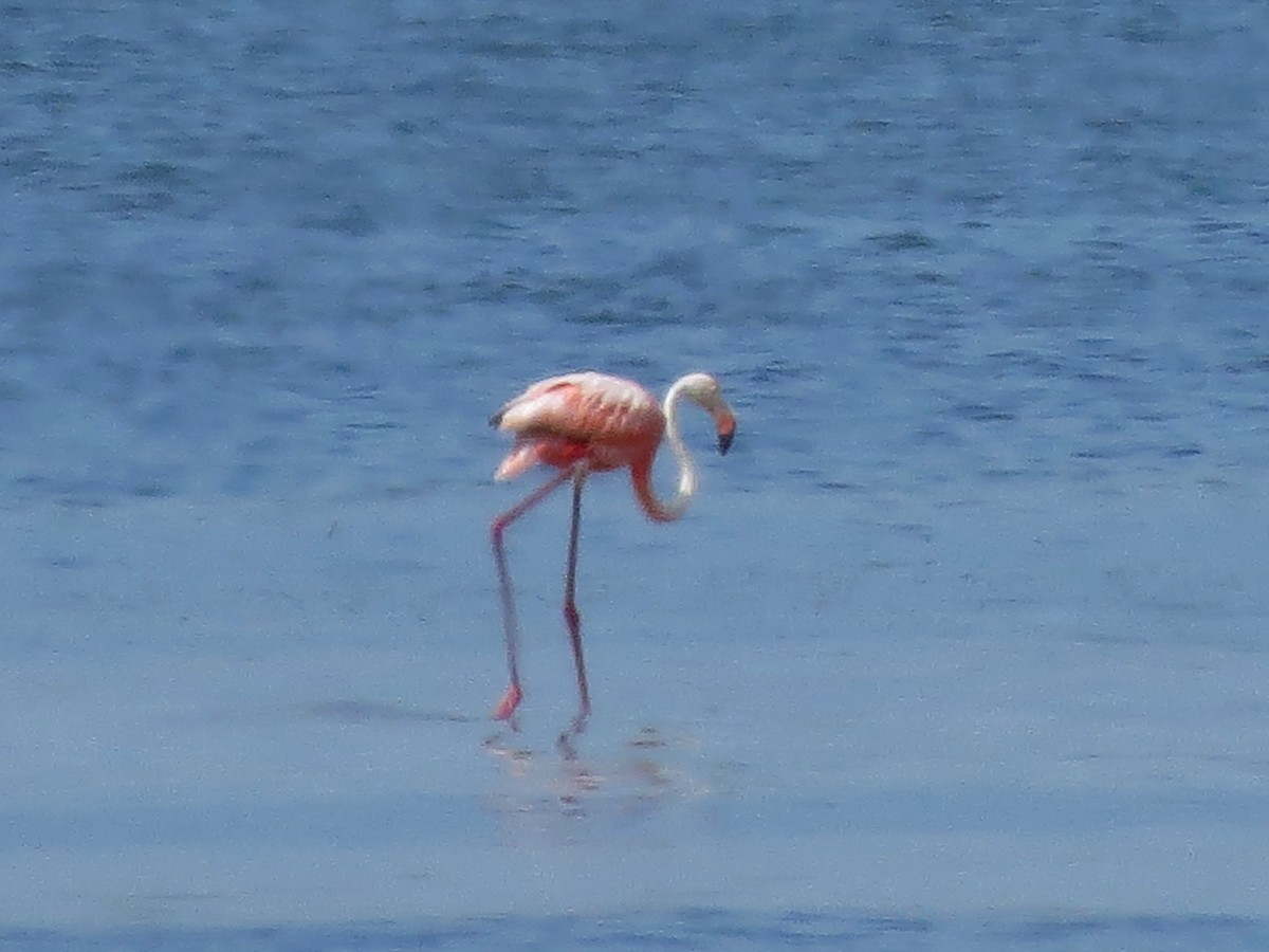 American Flamingo - ML608553665