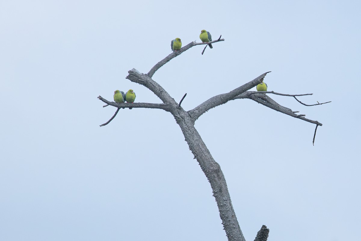 Африканский зелёный голубь [группа calvus] - ML608553682
