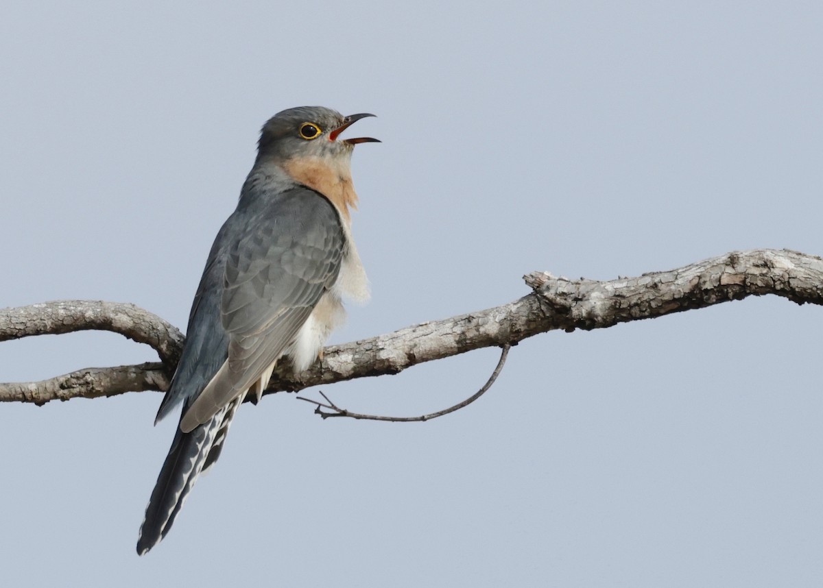 Fan-tailed Cuckoo - ML608553719