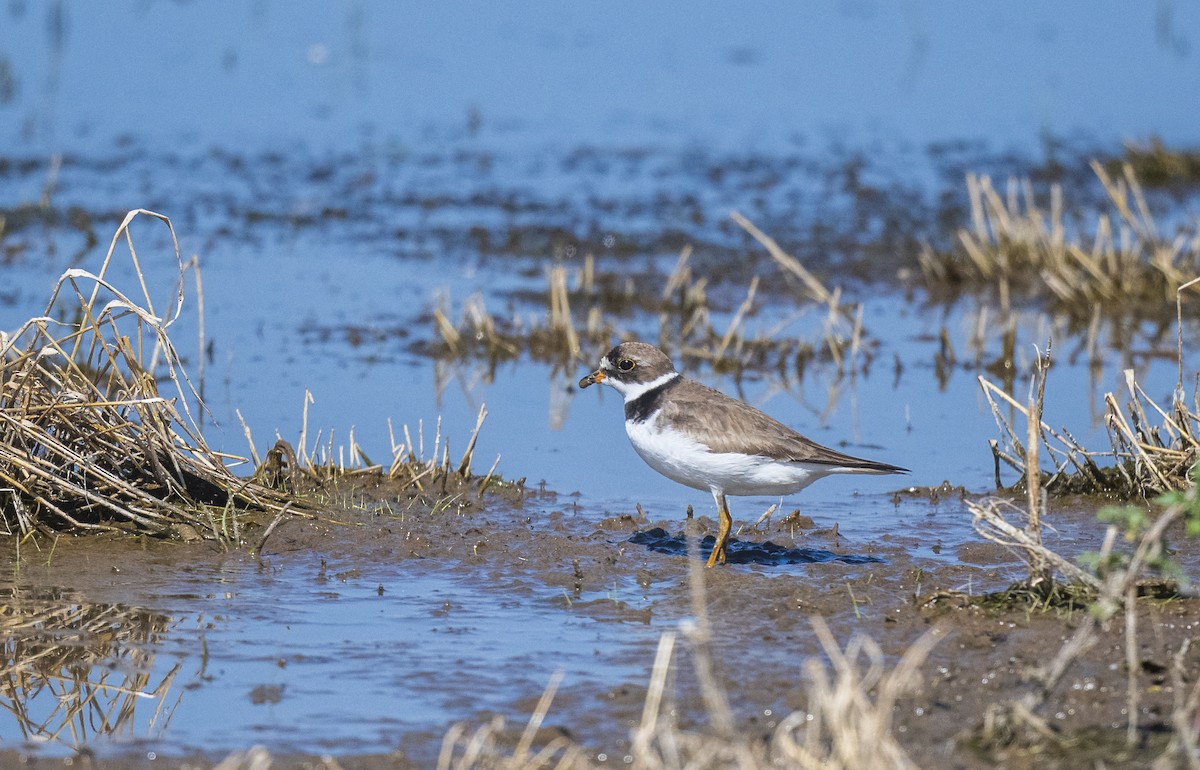 Semipalmated Plover - ML608554026