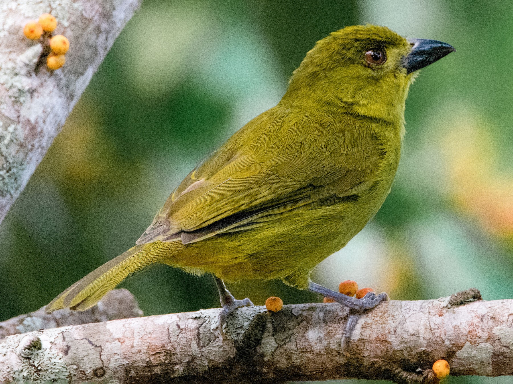 Yellow-lored Tanager - eBird