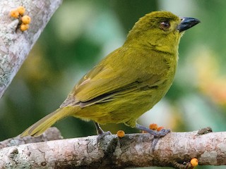  - Yellow-lored Tanager