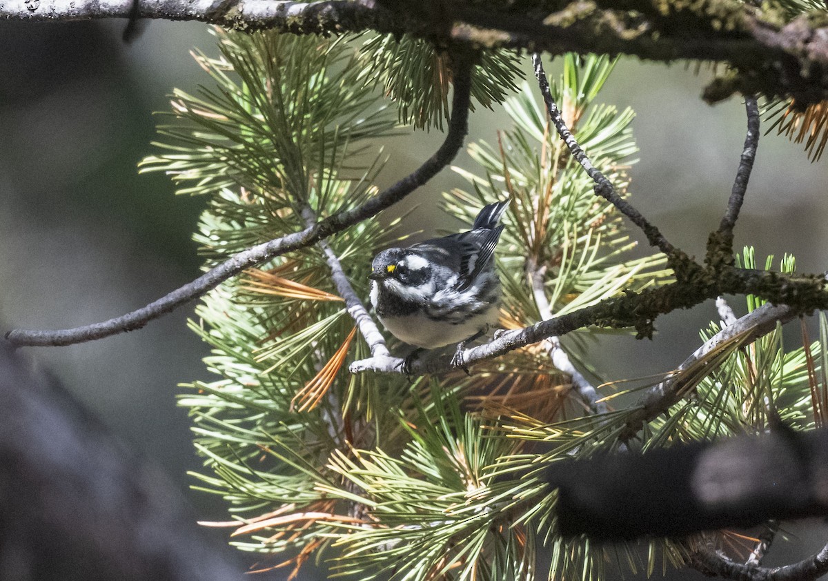 Black-throated Gray Warbler - ML608554185