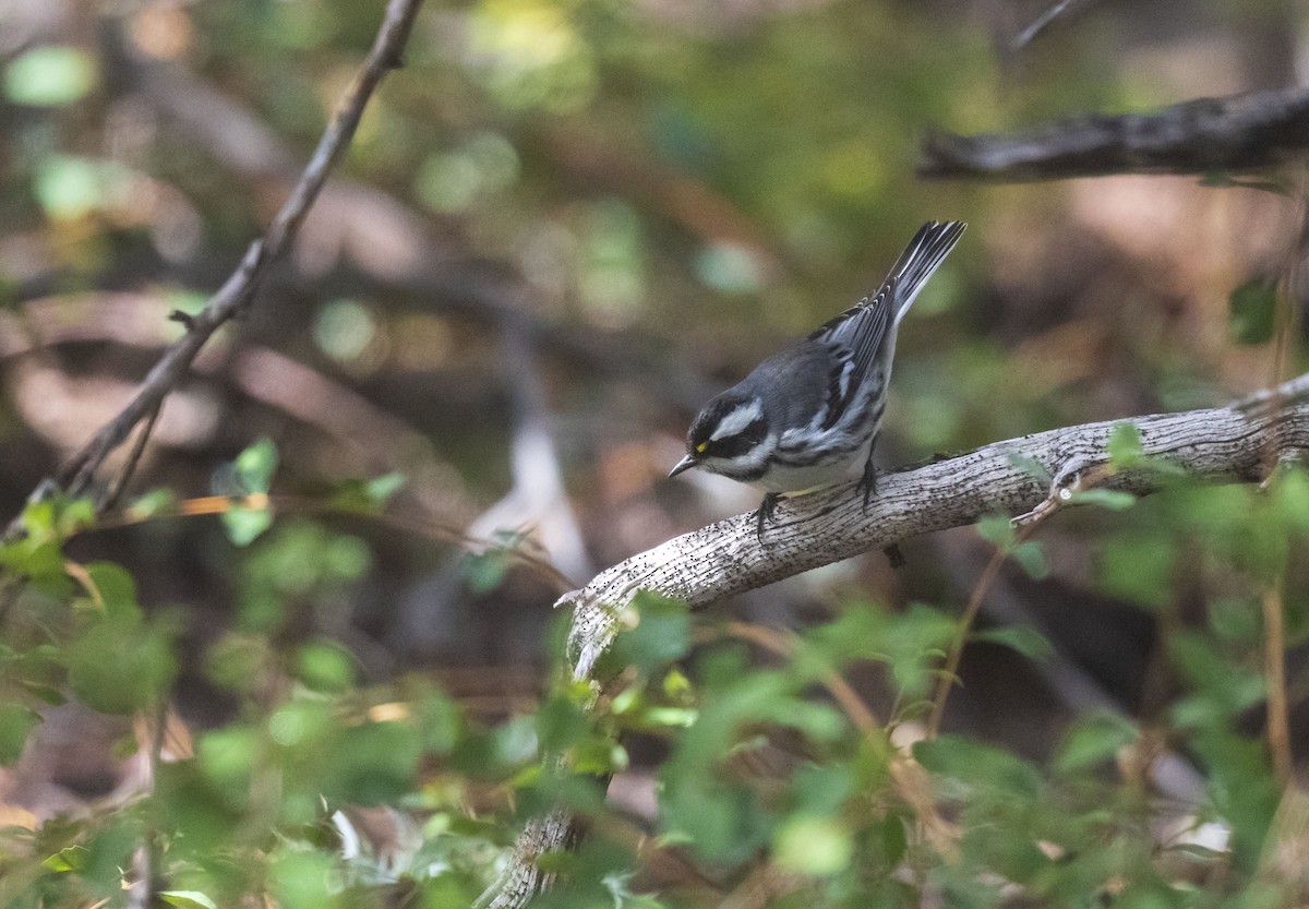Black-throated Gray Warbler - Skyler Bol