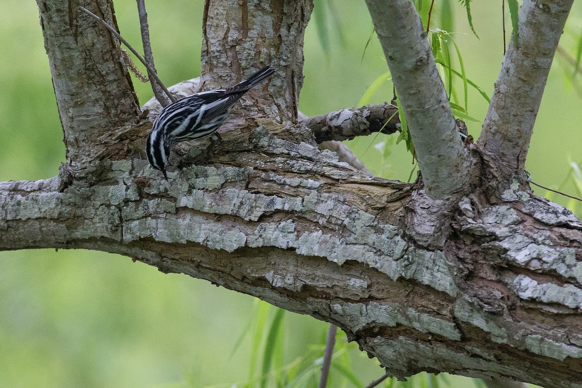 Black-and-white Warbler - ML608554330
