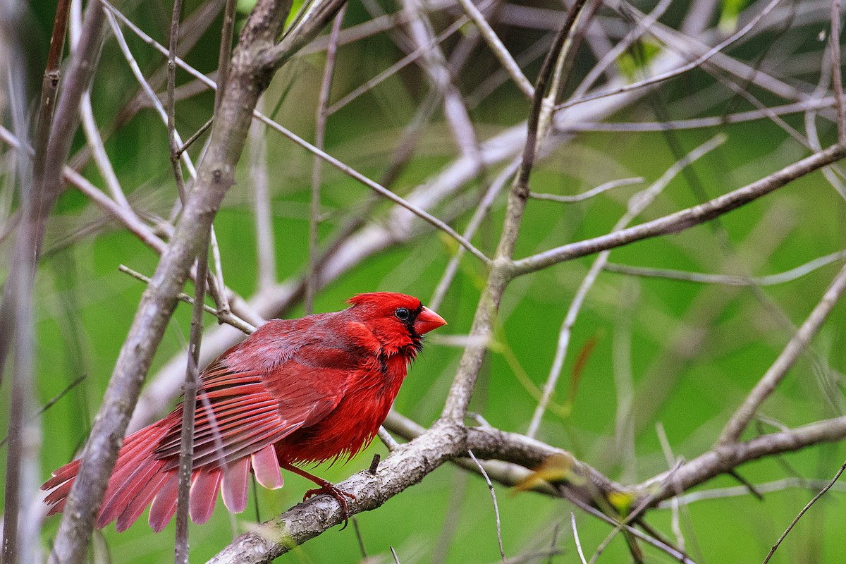 Cardinal rouge - ML608554374