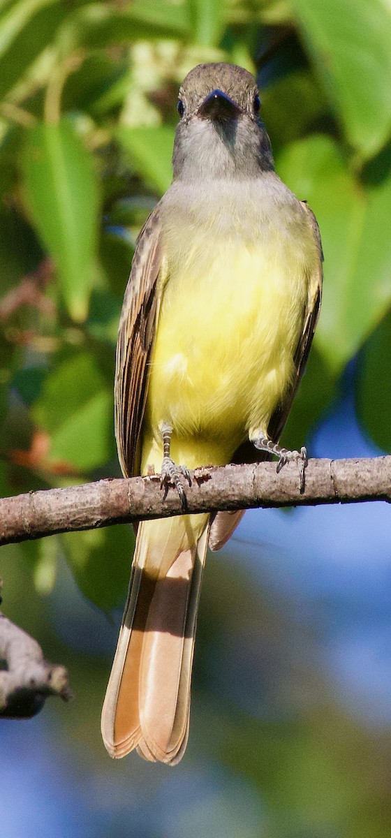 Great Crested Flycatcher - ML608554389