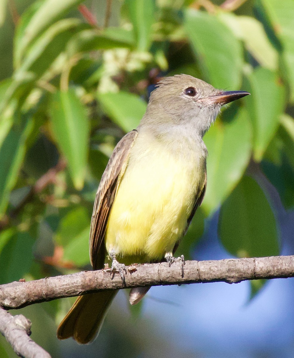 Great Crested Flycatcher - ML608554393