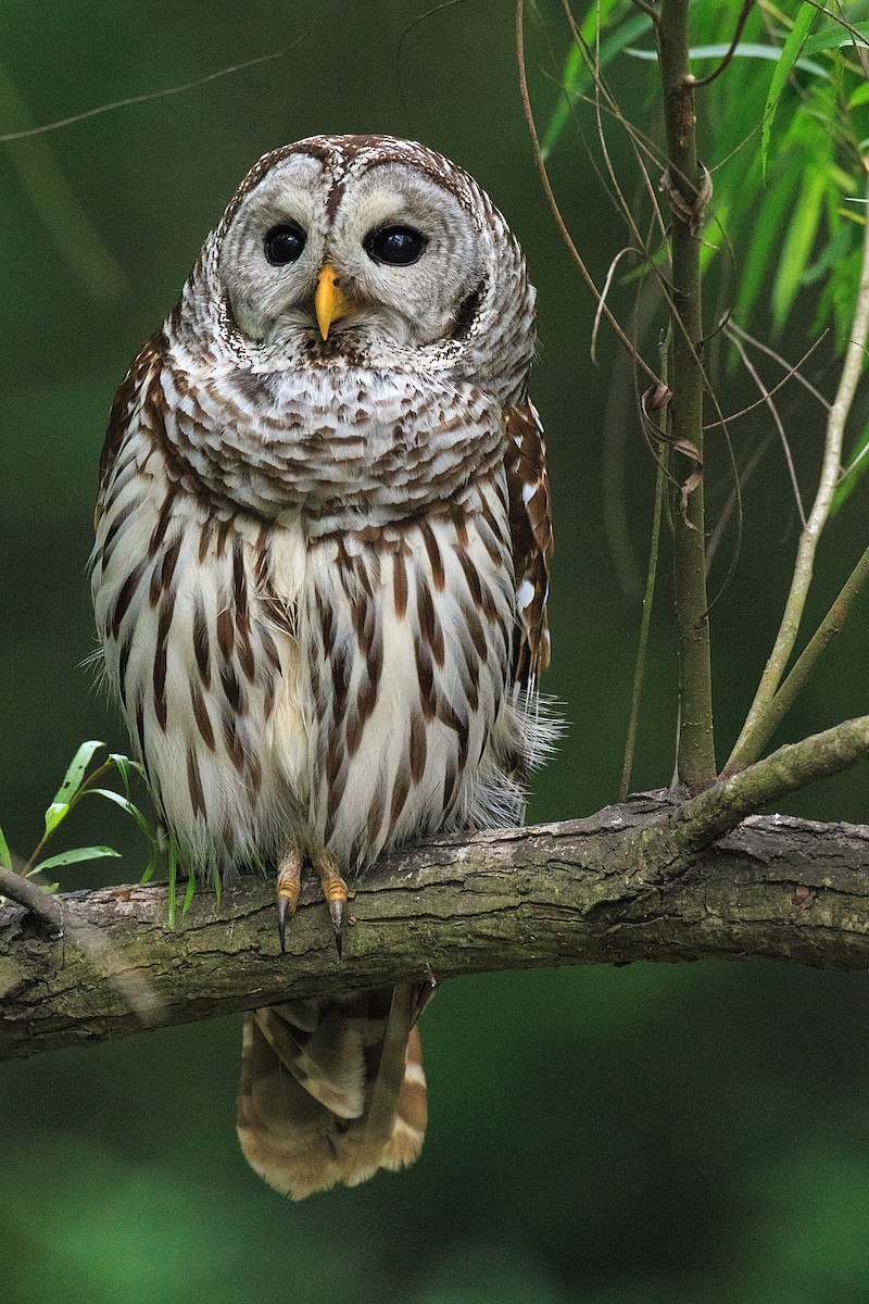Barred Owl - ML608554411