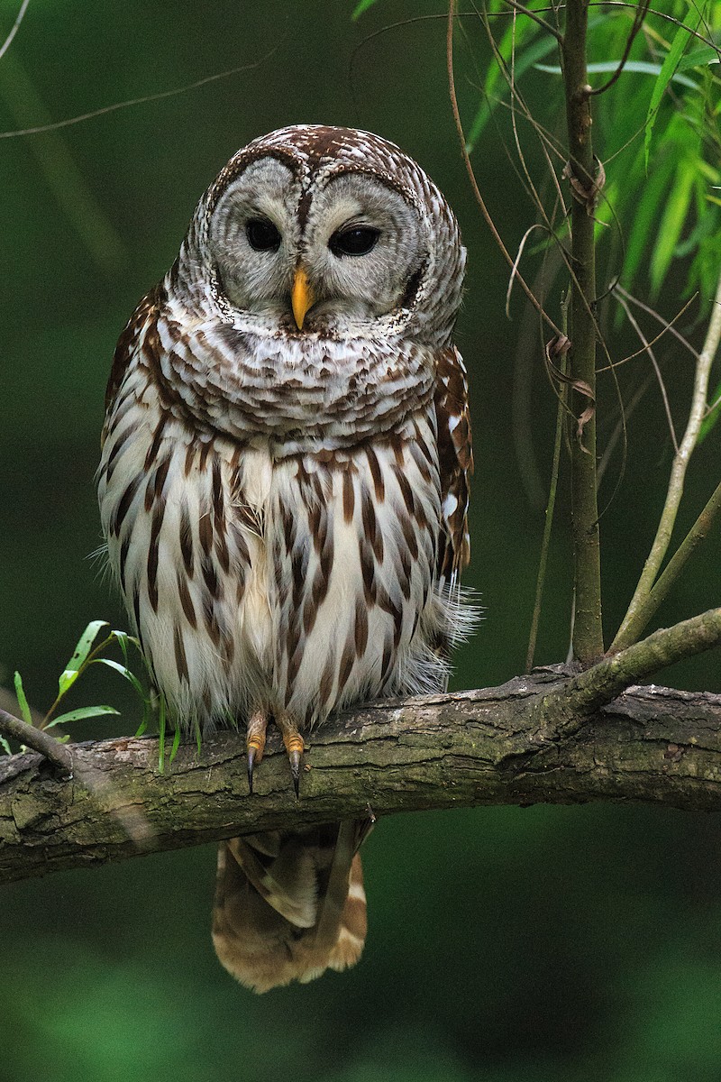 Barred Owl - Anonymous