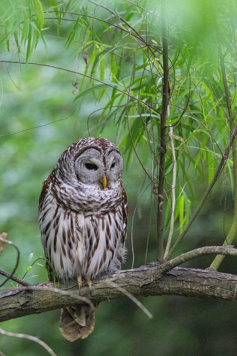 Barred Owl - ML608554432