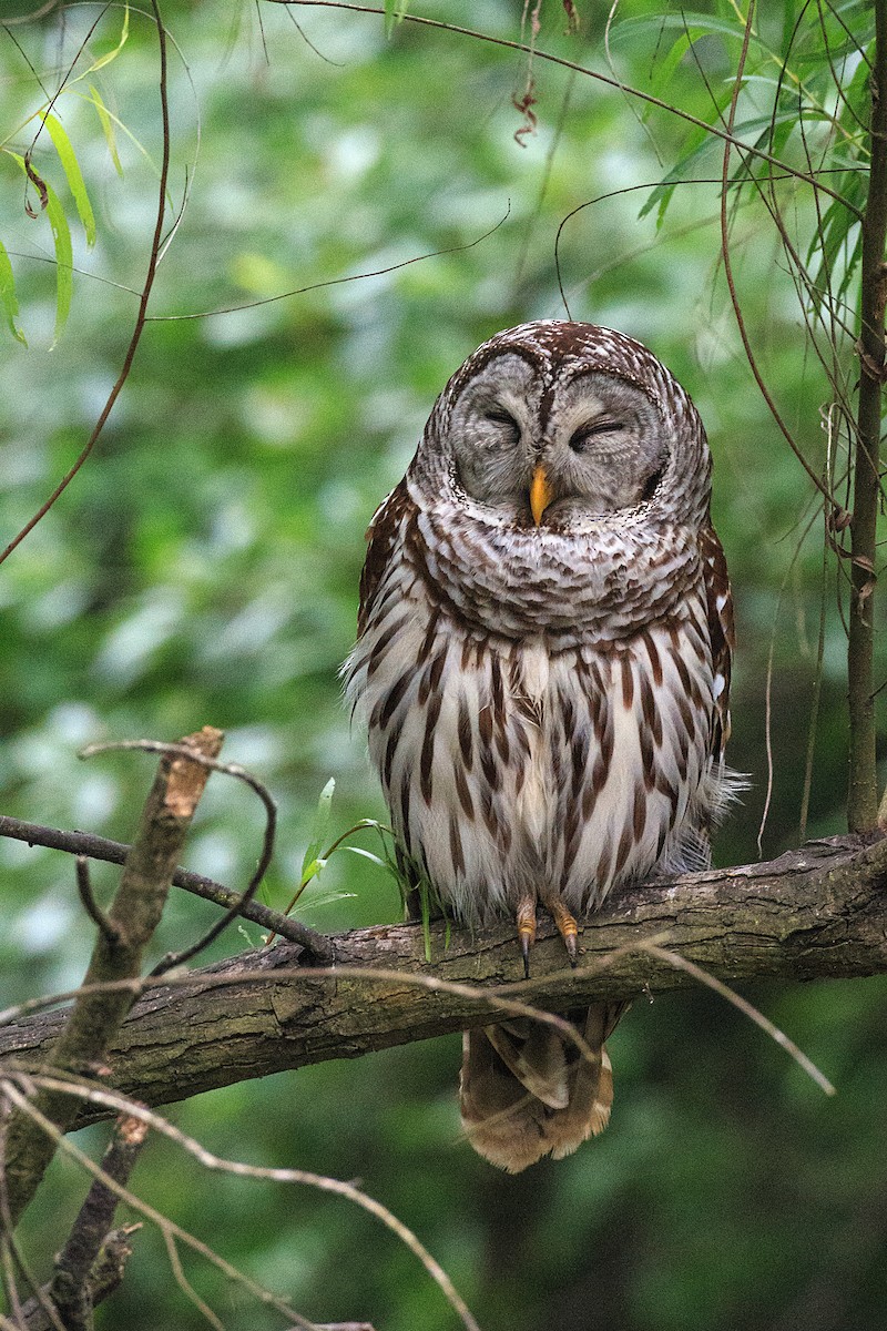 Barred Owl - ML608554434