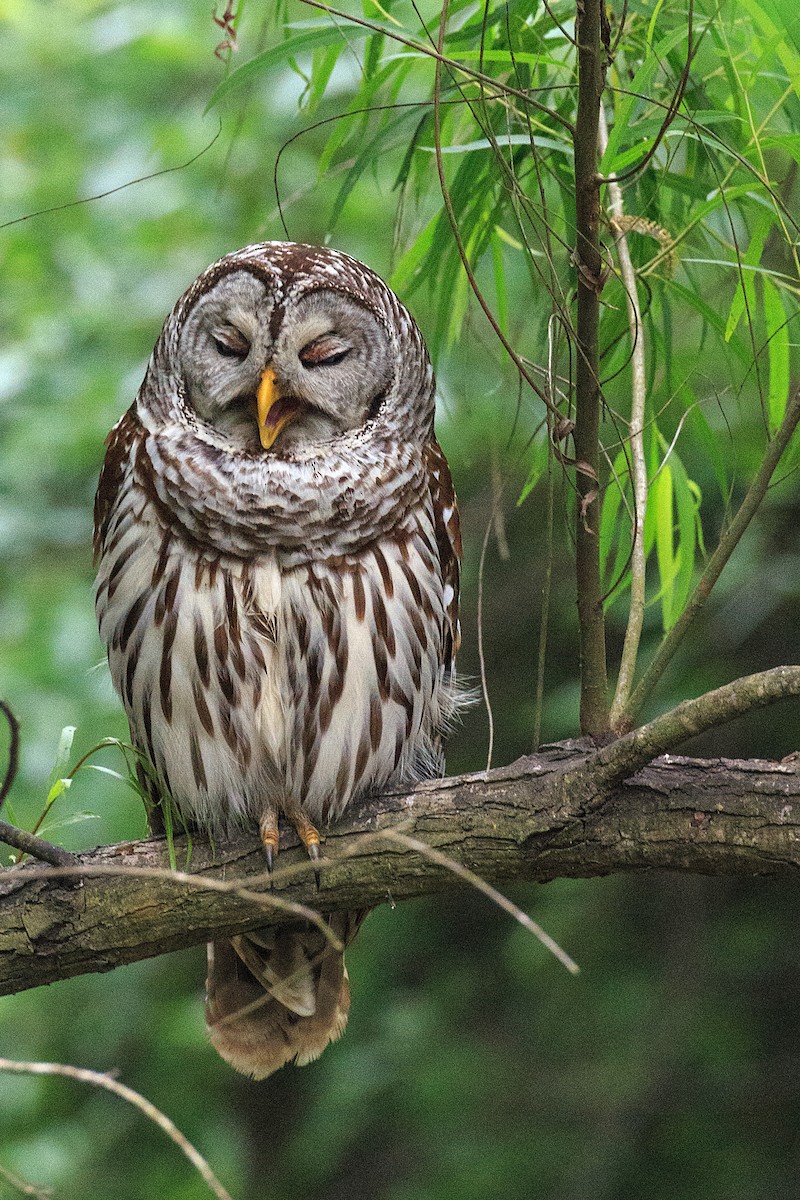 Barred Owl - ML608554435