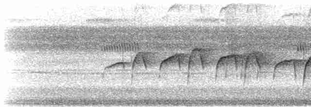 Мурав’янка-куцохвіст гвіанська - ML608554437