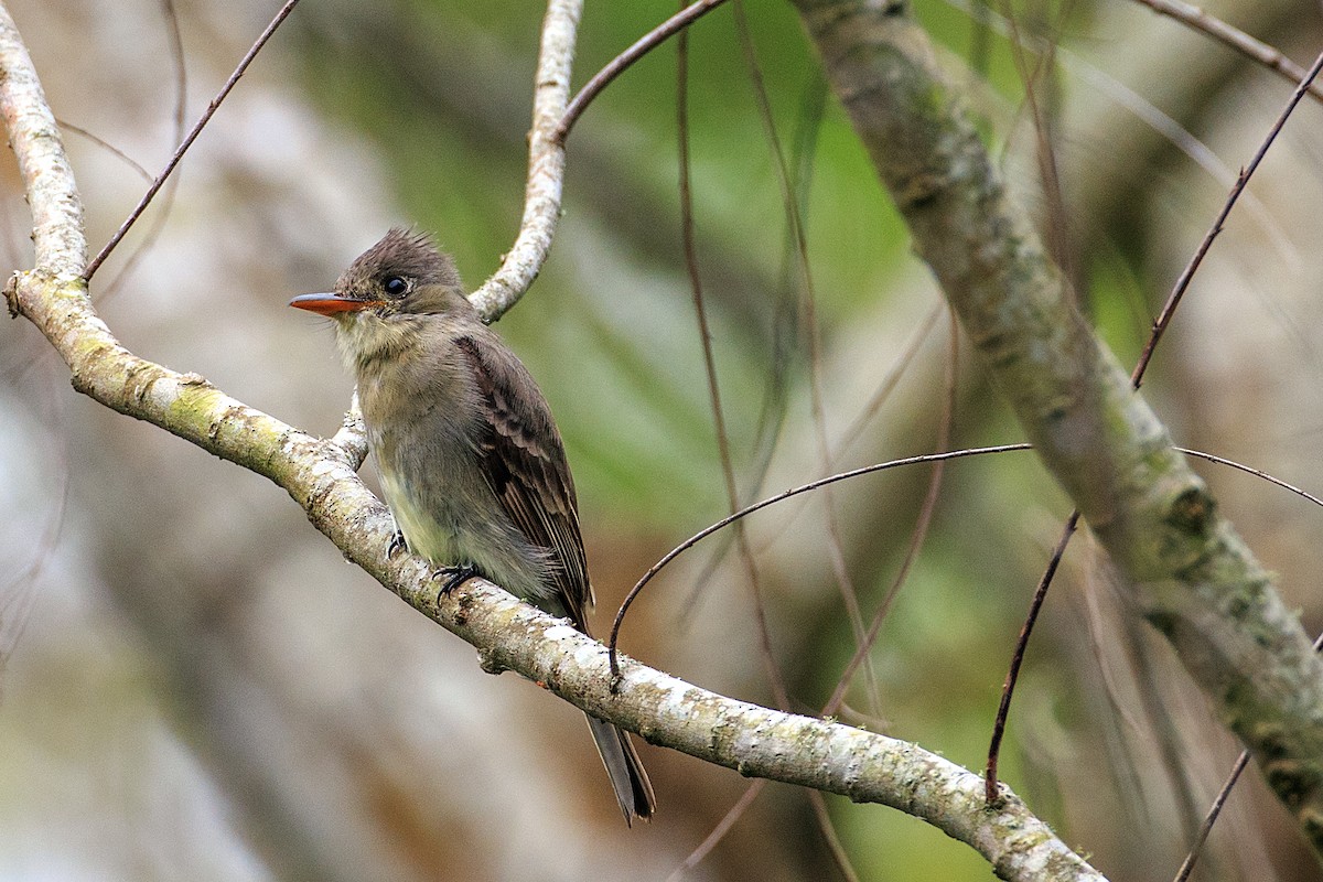 Greater Pewee - ML608554508