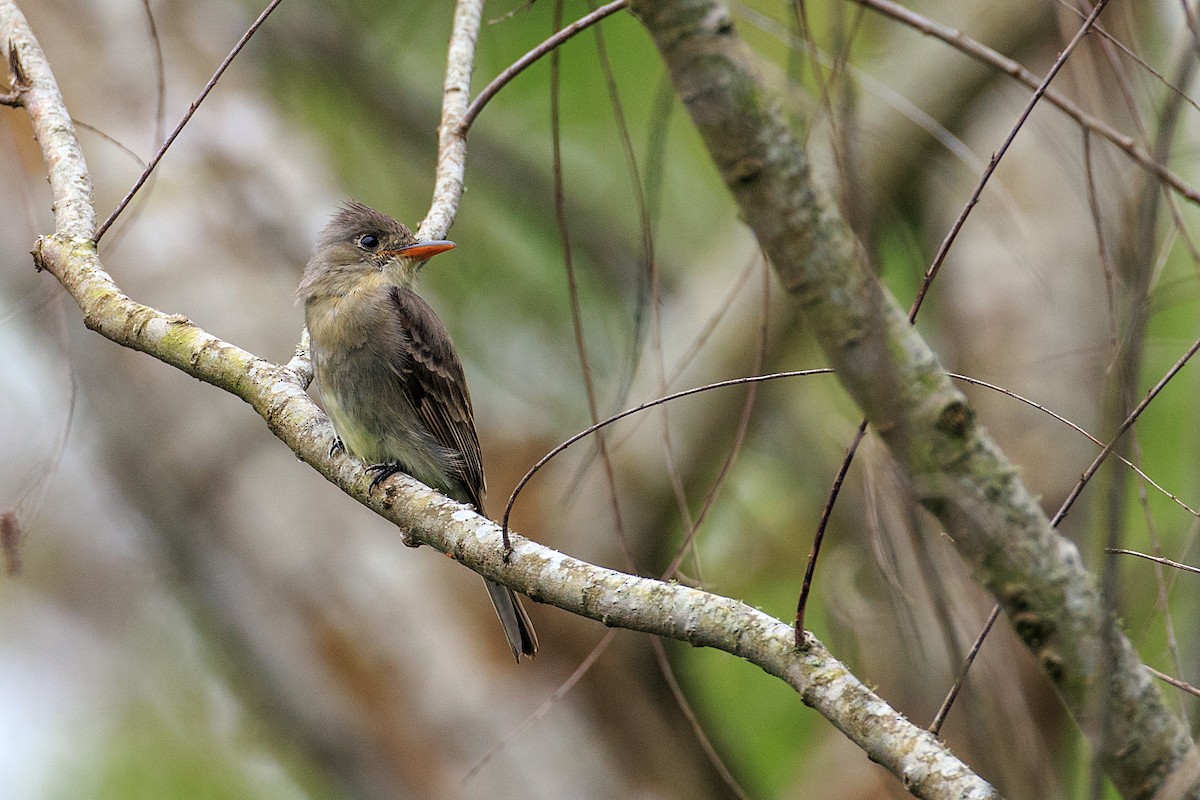 Greater Pewee - ML608554509