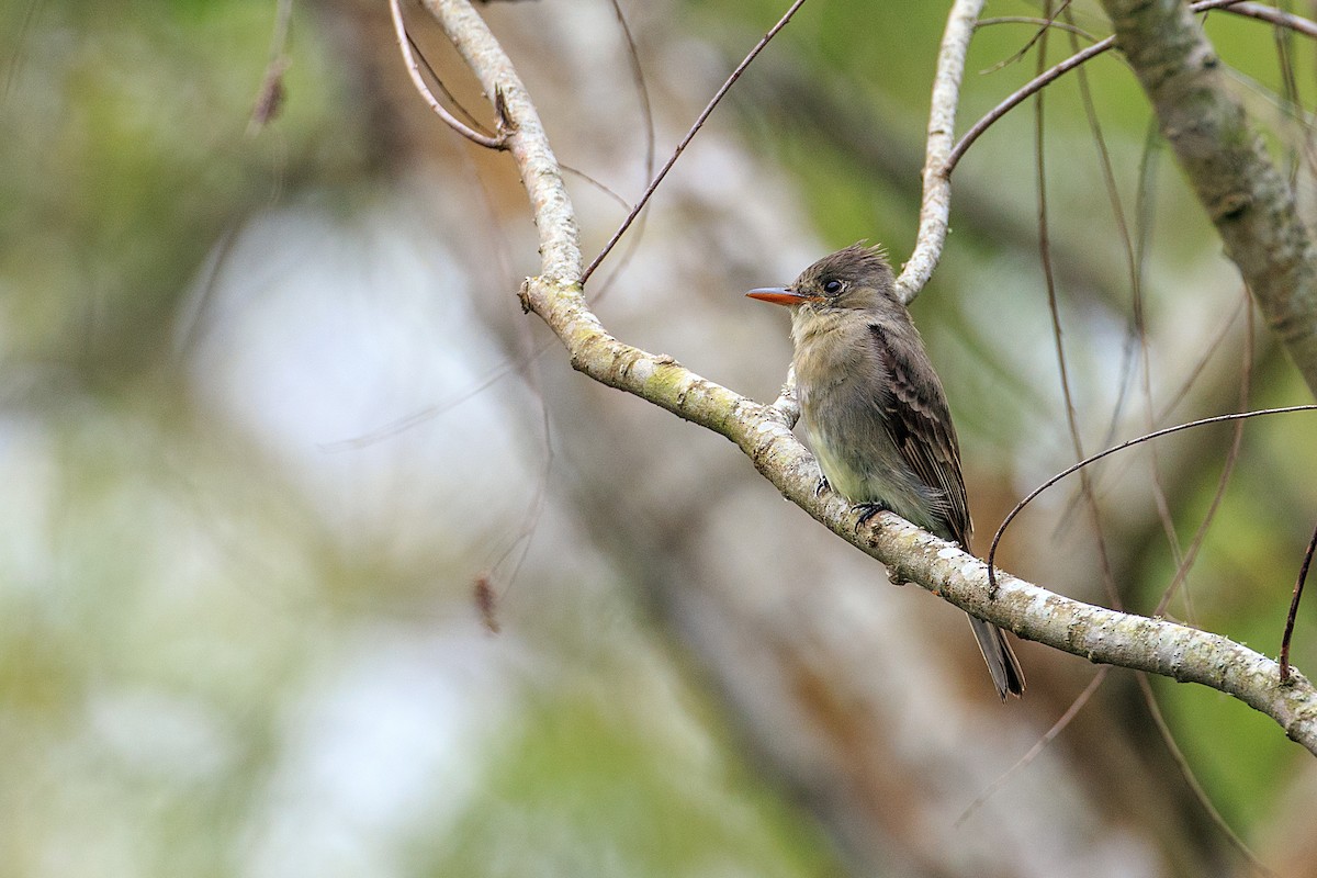 Greater Pewee - ML608554511