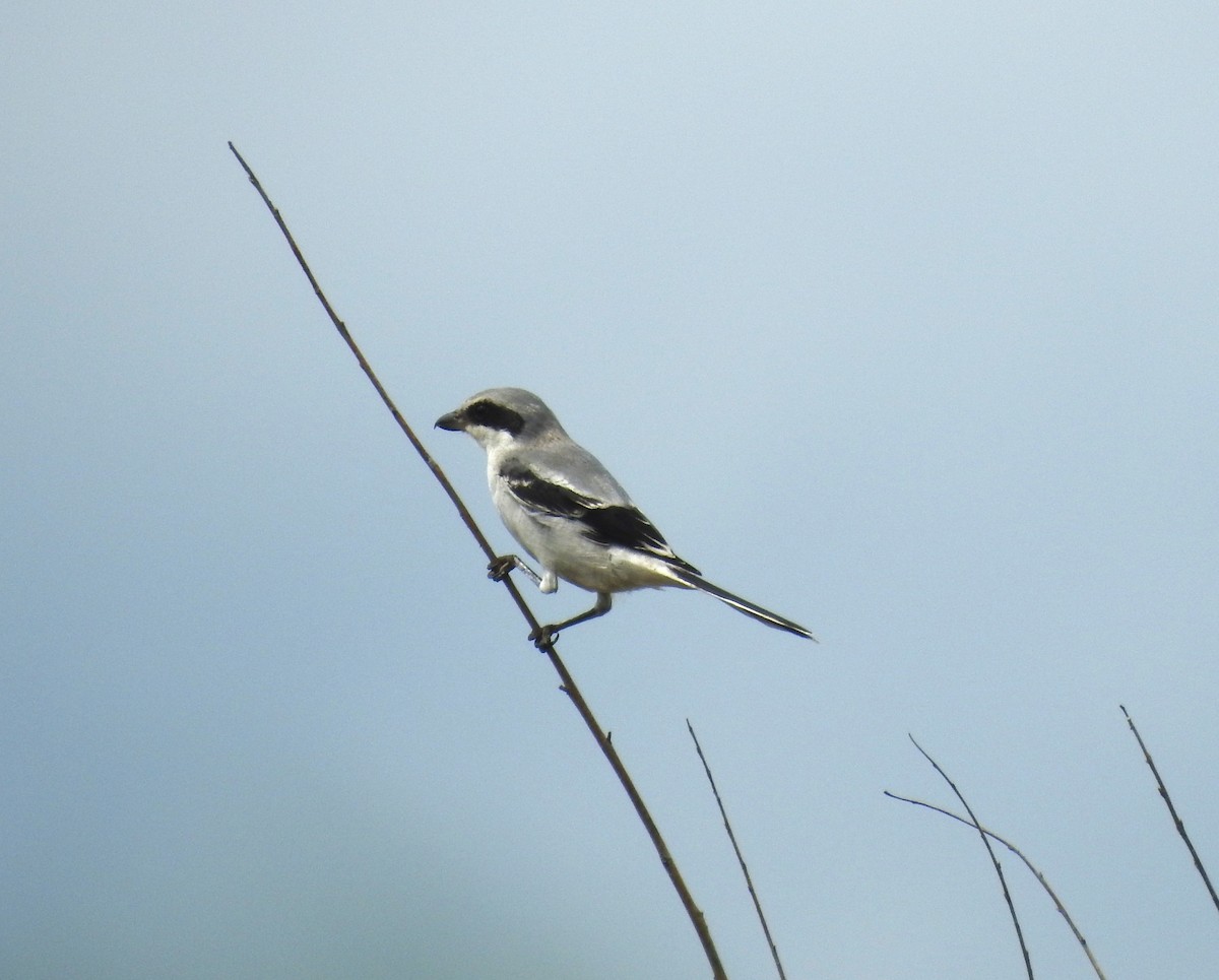 eBird Checklist - 6 Sep 2023 - Cane Ridge WMA - 35 species