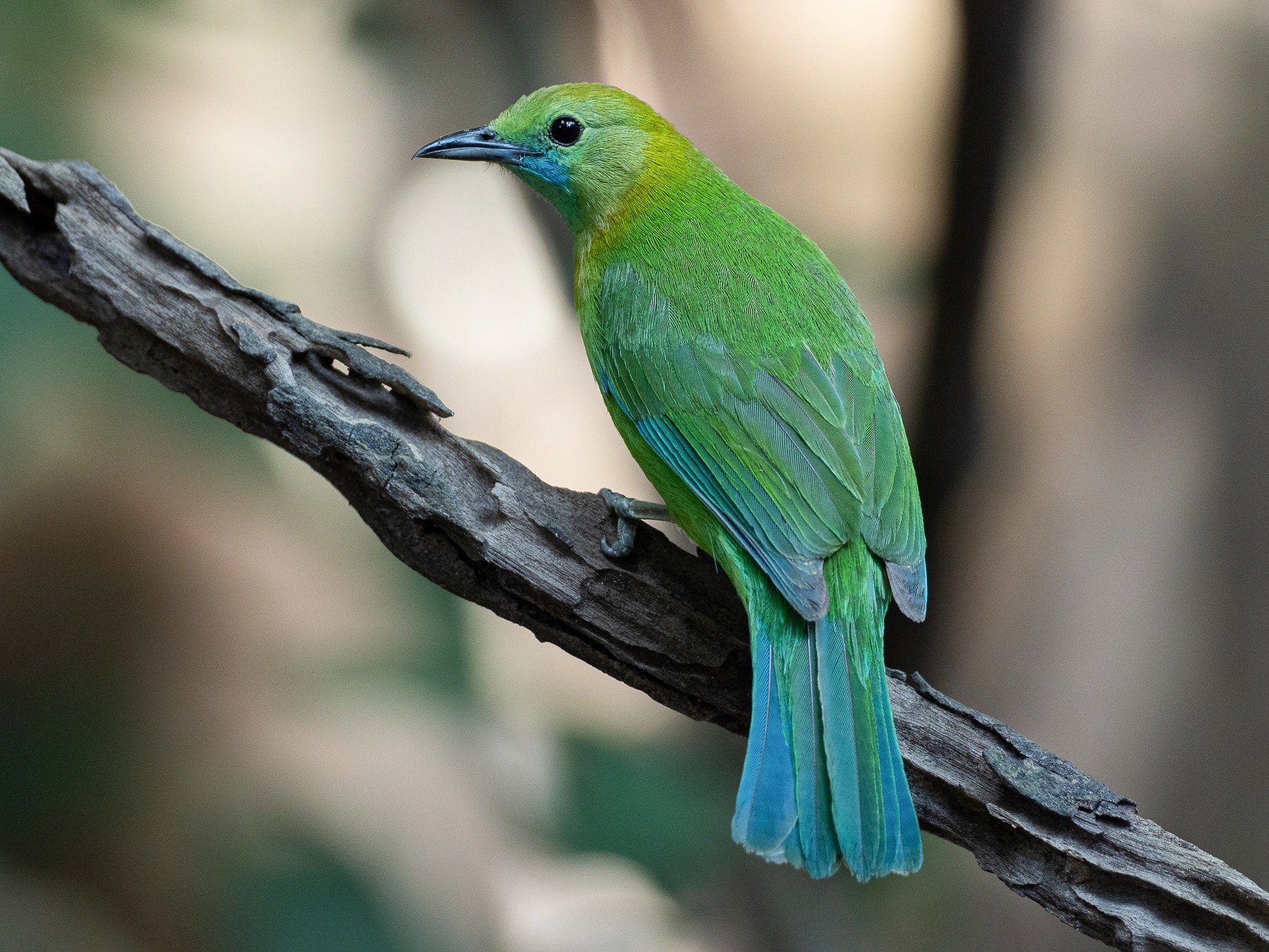Blue-winged Leafbird - Forest Botial-Jarvis