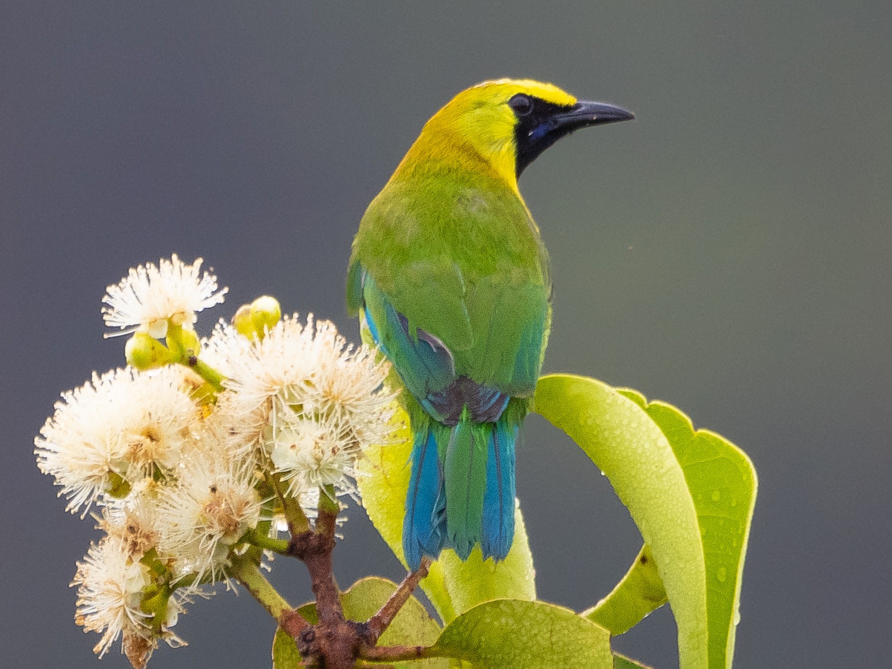 Blue-winged Leafbird - Jayden Kang