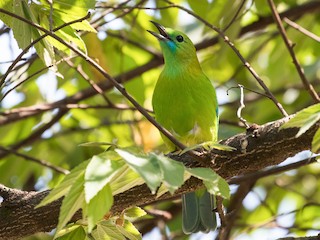 Blue-winged Leafbird - eBird