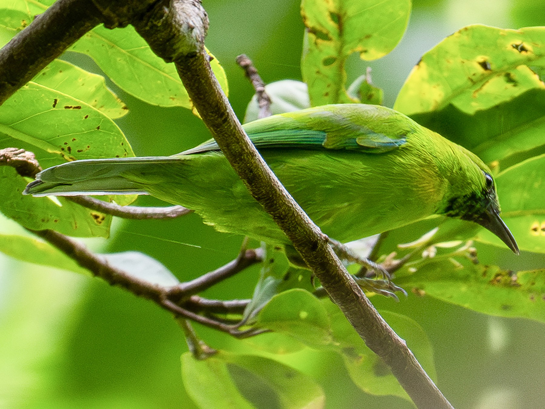 Javan Leafbird - Forest Botial-Jarvis