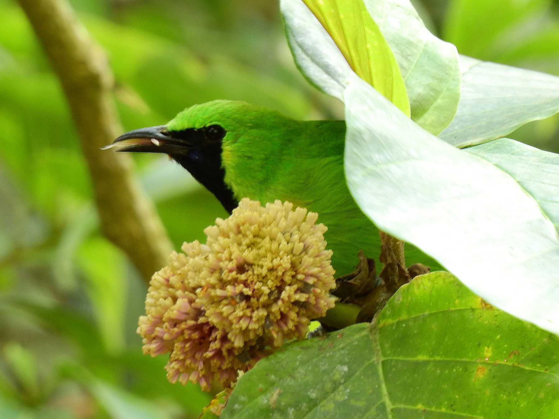 Javan Leafbird - Panji Gusti Akbar