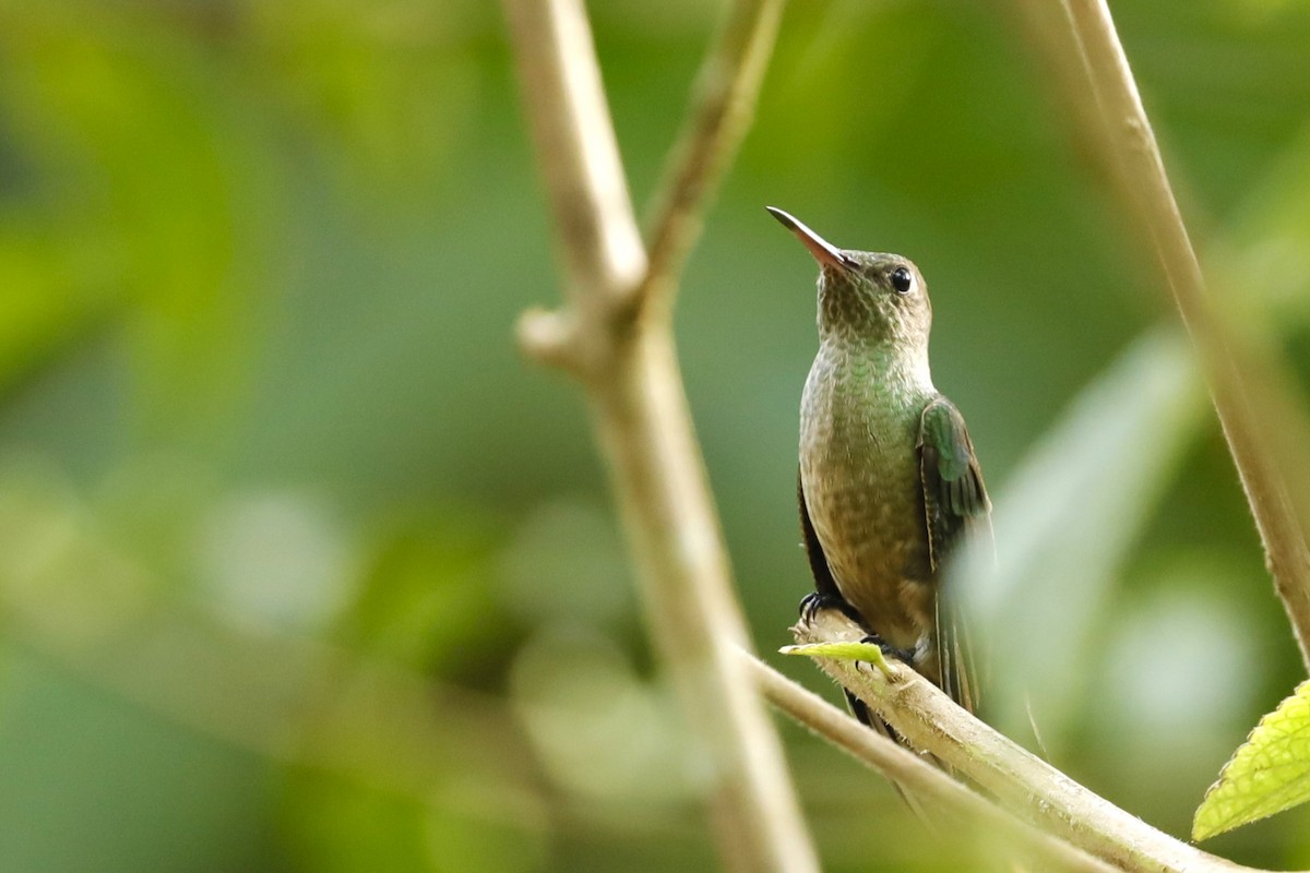 kolibřík skvrnitoprsý - ML608555253