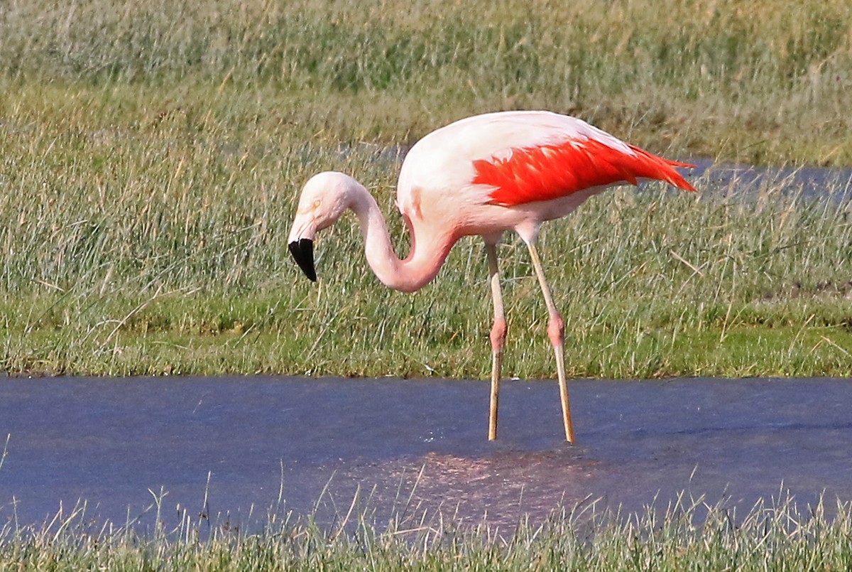 Chilean Flamingo - ML608555816