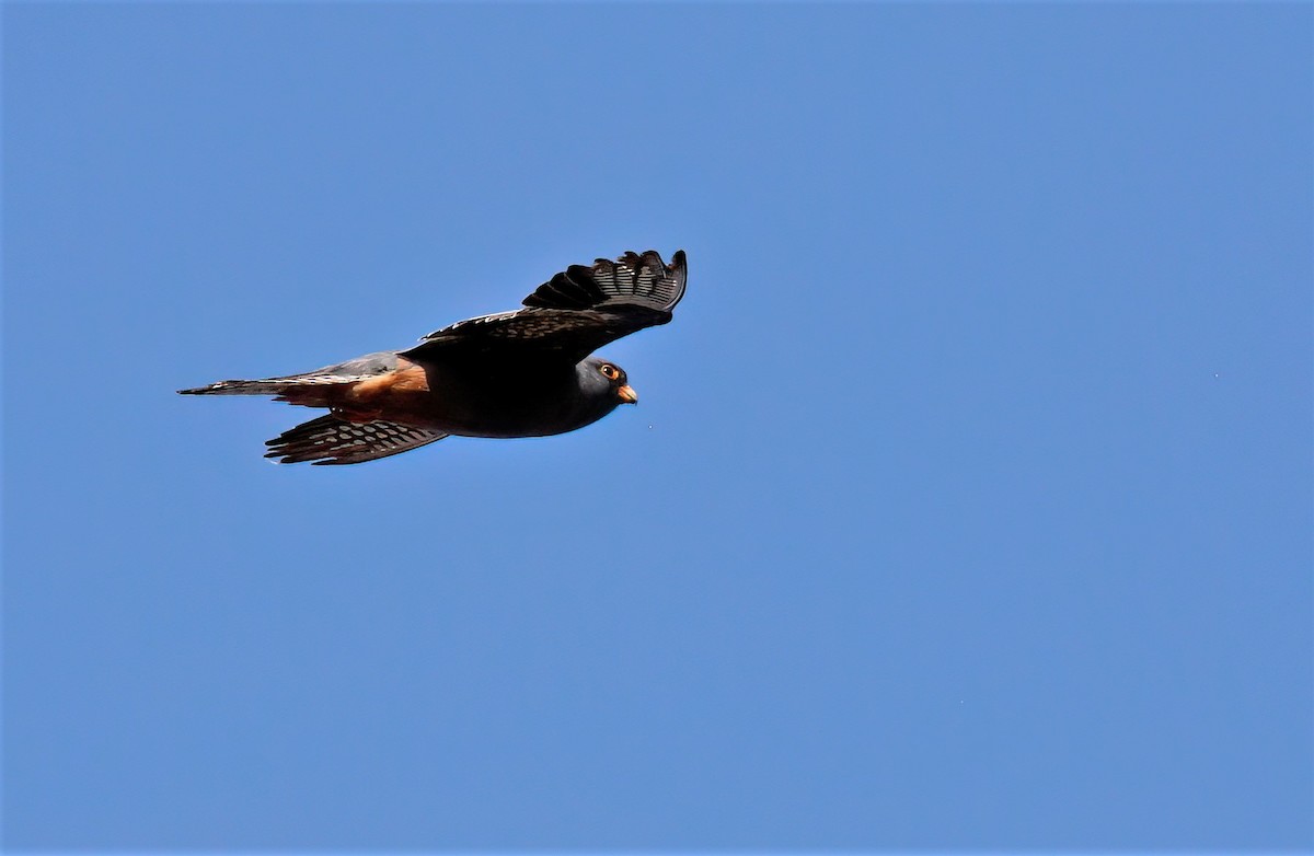 Red-footed Falcon - ML608556210