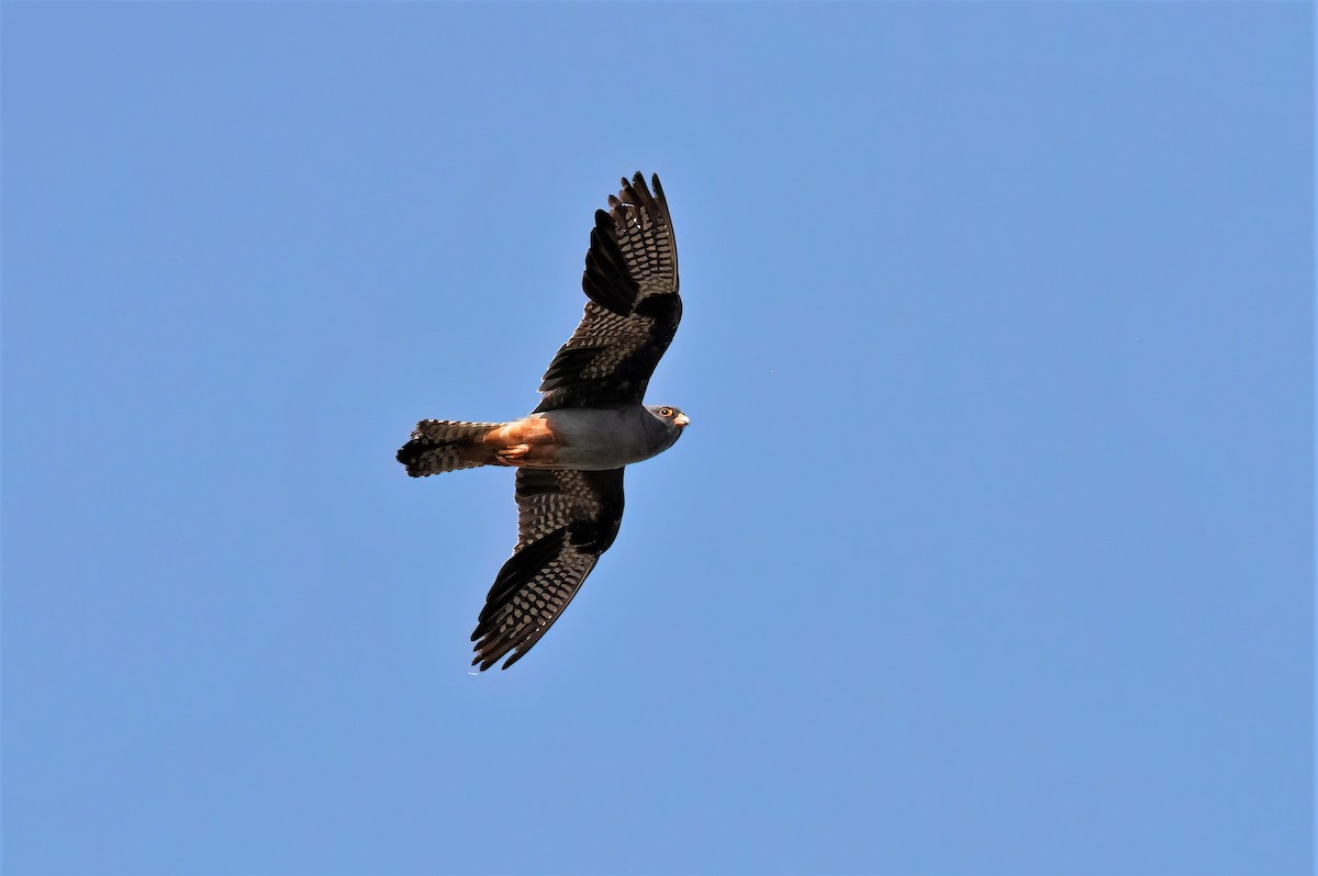 Red-footed Falcon - ML608556212
