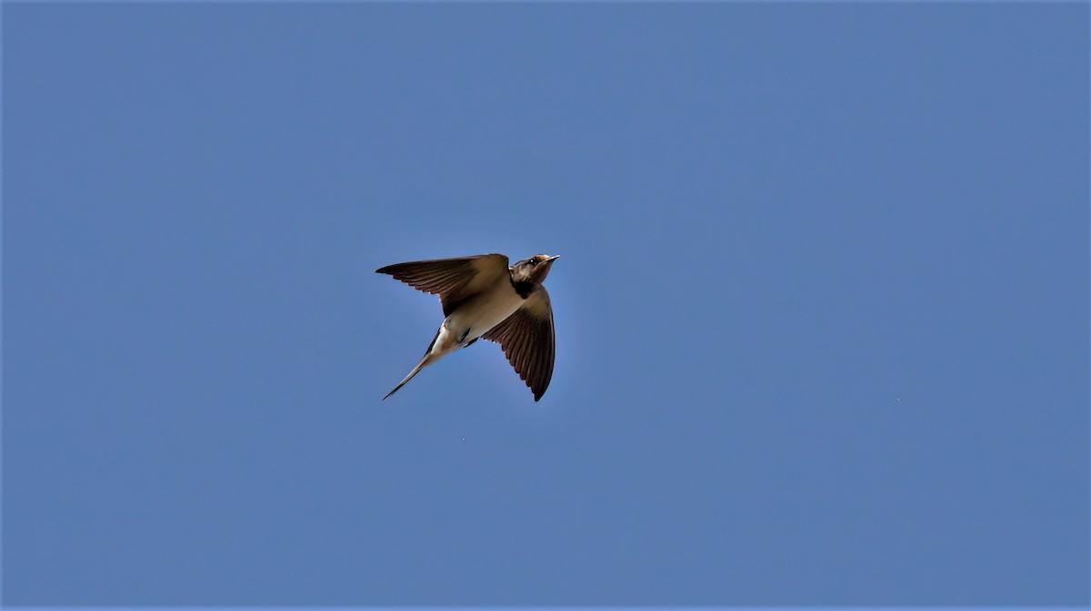 Barn Swallow (White-bellied) - ML608556229
