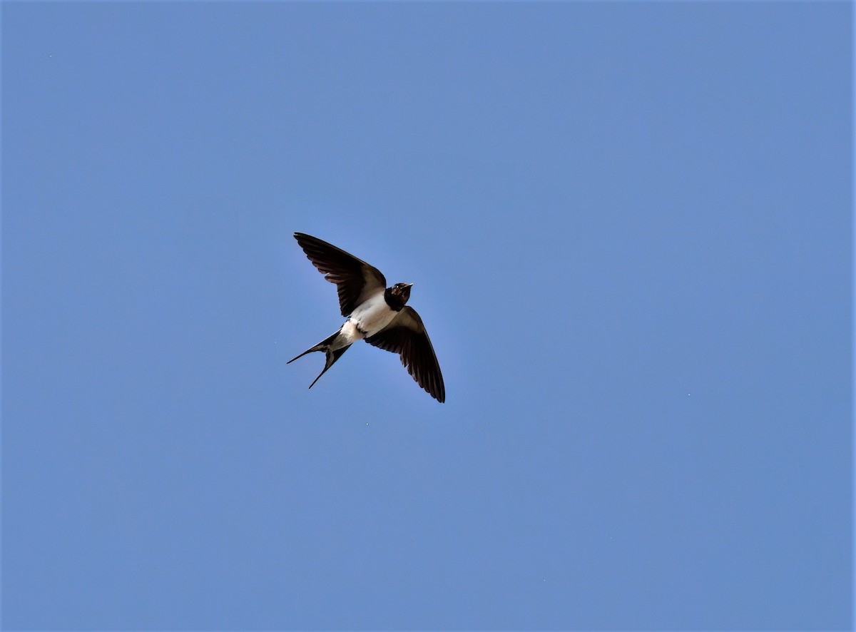 Barn Swallow (White-bellied) - ML608556230