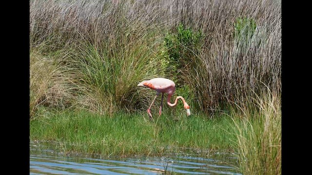 Amerika Flamingosu - ML608556378